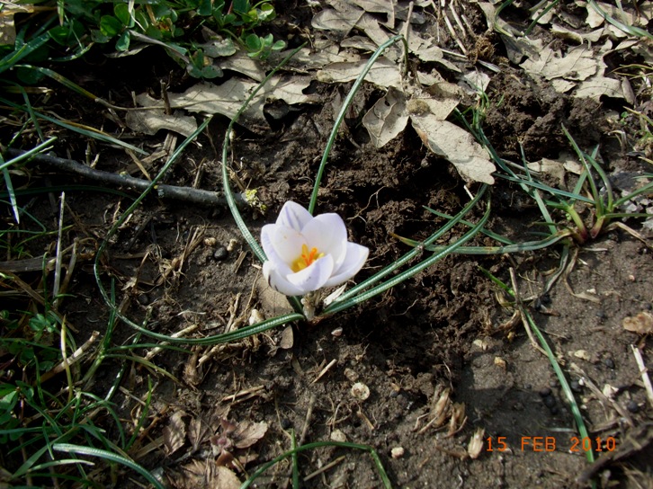 Crocus biflorus